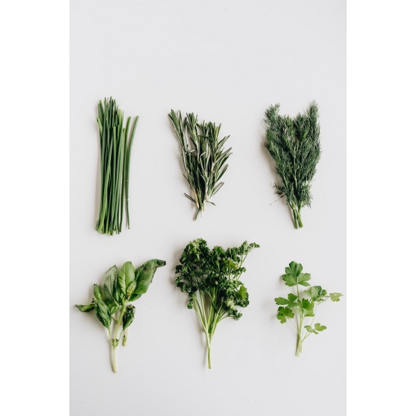 Škola permakultúry – Listová zelenina a cibuľoviny